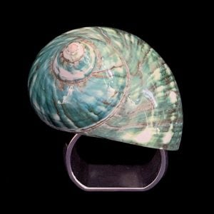 Isabella Adams Turbo Shell Napkin Ring - front